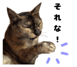 An unfriendly cat's sticker #14033489