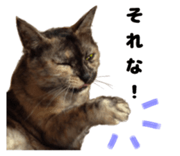 An unfriendly cat's sticker #14033489