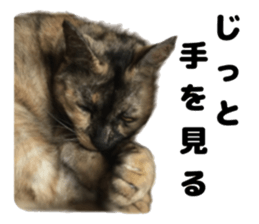 An unfriendly cat's sticker #14033490
