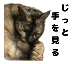 An unfriendly cat's sticker #14033490