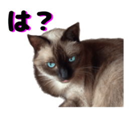 An unfriendly cat's sticker #14033491