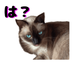 An unfriendly cat's sticker #14033491