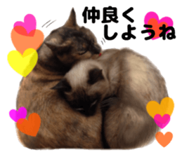 An unfriendly cat's sticker #14033492