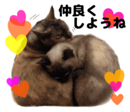 An unfriendly cat's sticker #14033492
