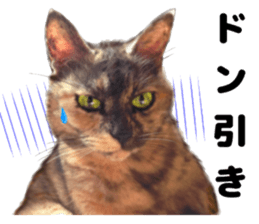 An unfriendly cat's sticker #14033493