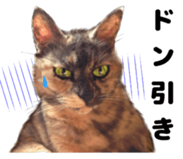 An unfriendly cat's sticker #14033493