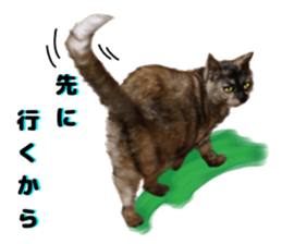 An unfriendly cat's sticker #14033496