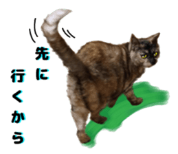An unfriendly cat's sticker #14033496