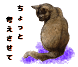 An unfriendly cat's sticker #14033497