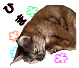 An unfriendly cat's sticker #14033498