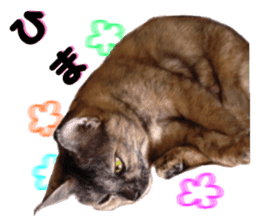 An unfriendly cat's sticker #14033498
