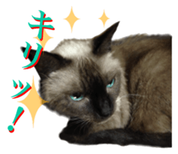 An unfriendly cat's sticker #14033499