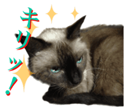 An unfriendly cat's sticker #14033499