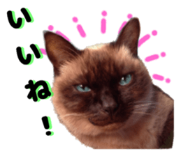 An unfriendly cat's sticker #14033500