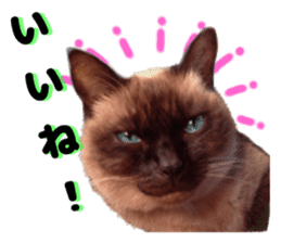 An unfriendly cat's sticker #14033500