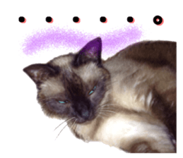 An unfriendly cat's sticker #14033501