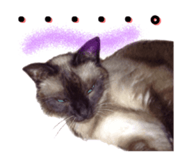 An unfriendly cat's sticker #14033501