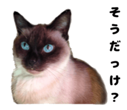 An unfriendly cat's sticker #14033502