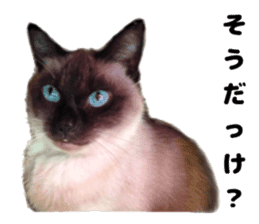 An unfriendly cat's sticker #14033502