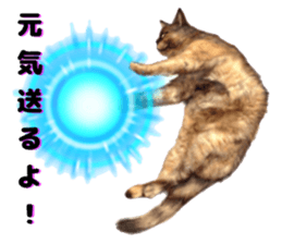 An unfriendly cat's sticker #14033503