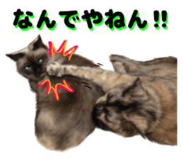 An unfriendly cat's sticker #14033505