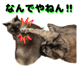 An unfriendly cat's sticker #14033505