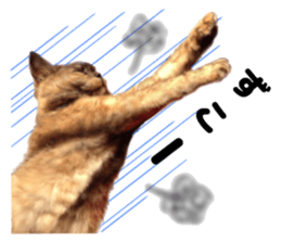 An unfriendly cat's sticker #14033506