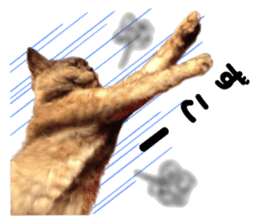 An unfriendly cat's sticker #14033506