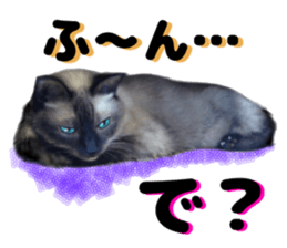 An unfriendly cat's sticker #14033507