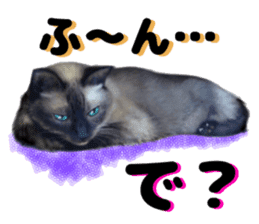An unfriendly cat's sticker #14033507