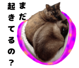 An unfriendly cat's sticker #14033508