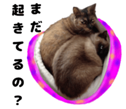An unfriendly cat's sticker #14033508