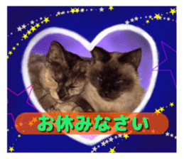 An unfriendly cat's sticker #14033509