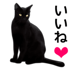 Happy black cats sticker #14034070