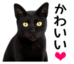 Happy black cats sticker #14034072