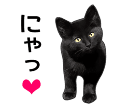 Happy black cats sticker #14034073