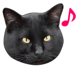 Happy black cats sticker #14034074