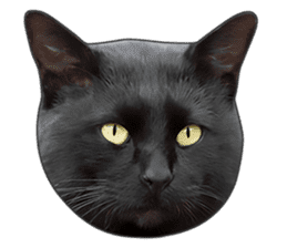 Happy black cats sticker #14034075