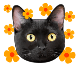Happy black cats sticker #14034076