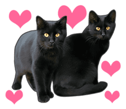 Happy black cats sticker #14034078