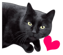 Happy black cats sticker #14034079