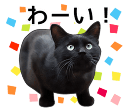 Happy black cats sticker #14034080