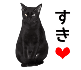 Happy black cats sticker #14034082
