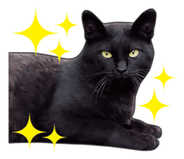 Happy black cats sticker #14034084