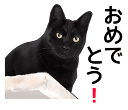 Happy black cats sticker #14034085