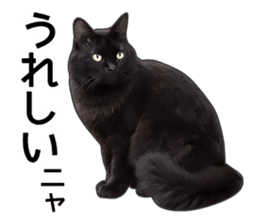 Happy black cats sticker #14034086