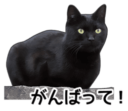 Happy black cats sticker #14034089