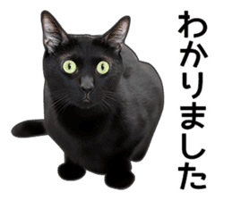 Happy black cats sticker #14034090