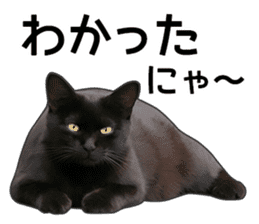 Happy black cats sticker #14034091