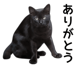 Happy black cats sticker #14034092